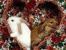 Rabbit heart