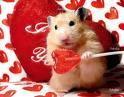 Hamster heart