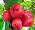Jambu air
