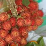Rambutan