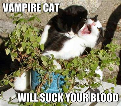 vampire cat