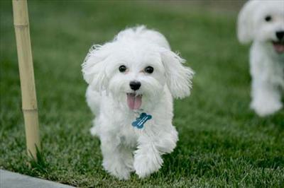 Cute Puppy For YOU