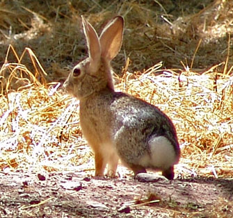 Rabbit 