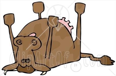 A Dead Cow