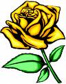Valentines Rose