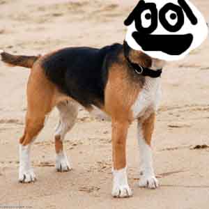 el perro