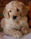 a puppy!!!!!