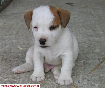 Porco cane