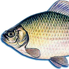 Zimna ryba