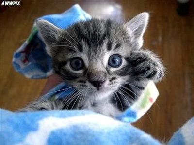Hallo