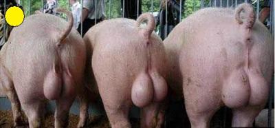 Pig Balls (Special Yellow Edition)
