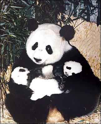 big panda
