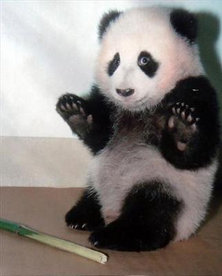 panda 