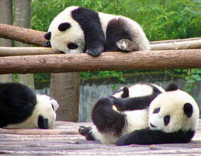 spy panda