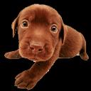 dog1