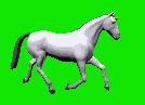 horse 1