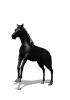 horse 3