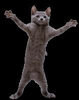 cat 1