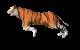 tiger 1