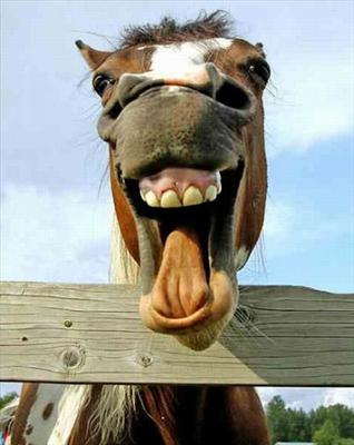 back off!!! (horse)