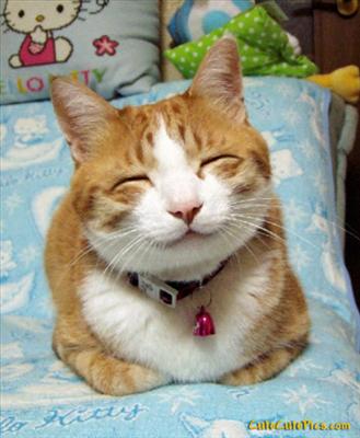 smiling cat