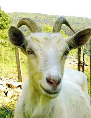 chevre