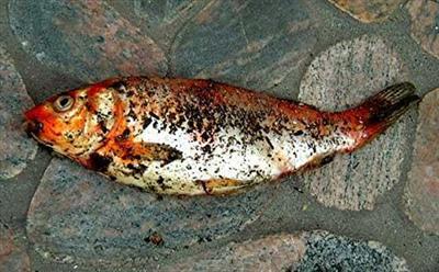 poisson mort