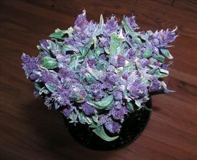 weed