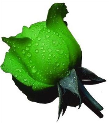 GREEN ROSE
