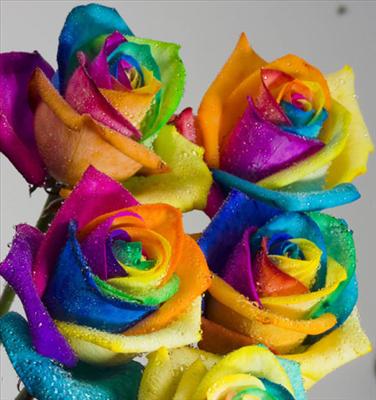 BUNCH OF ROSE
