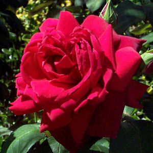 RED ROSE