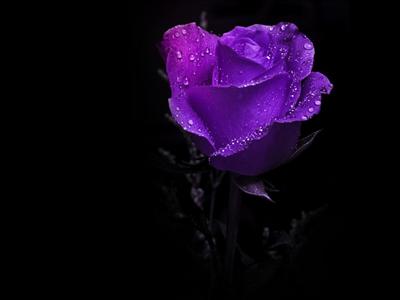 purple rose