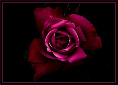 indigo rose