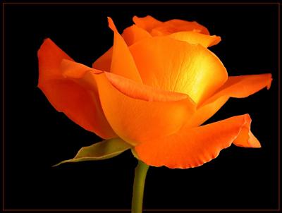 orange rose