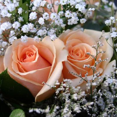 orange roses