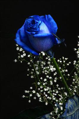blue roses