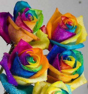 coulorful roses 
