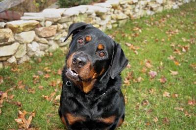 le chien