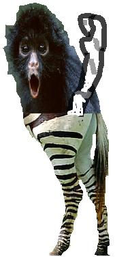 zebra monkey!!!!