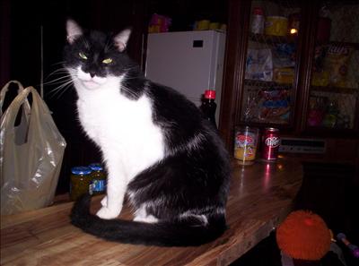 Cat