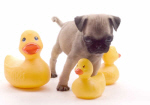 Pug Puppy 2