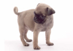 Pug Puppy
