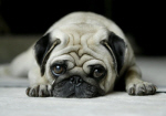Tired Pug