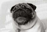 Happy Pug