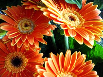 flores