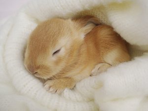 Wake me up in time for Easter.