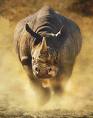 rhino