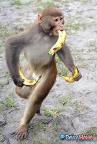 monkey