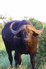 buffalo