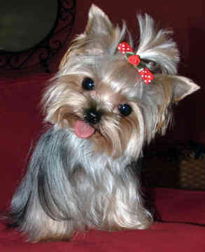 Loopy Pet!